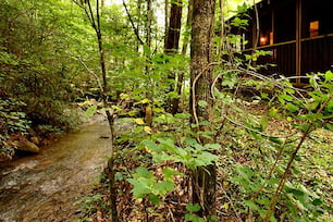 Cabin beside creek