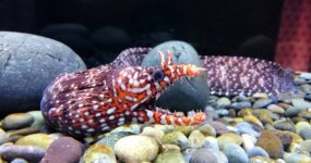 dragon exhibit ripley's aquarium gatlinburg tn