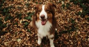 smiling dog sitting on leaves
